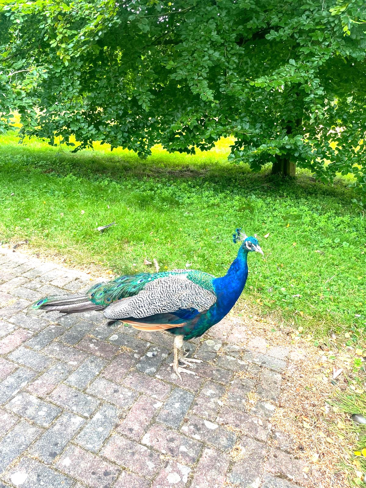 Double en-suite rooms available £475pcm inc all bills